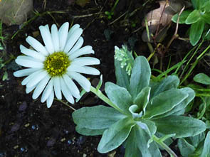 Celmisia brevifolia